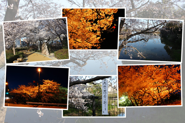 春・満開期の福岡「桧原桜とライトアップ」」