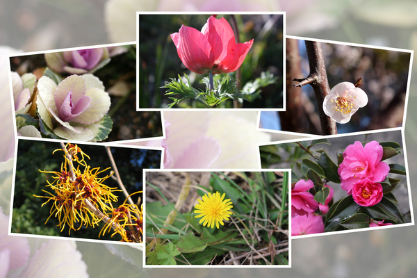 九州がんセンターの敷地内に咲いた冬期の花たち（その４）