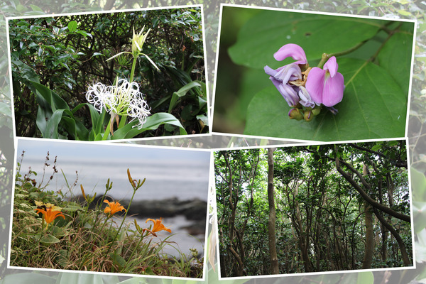 四国最西端（佐田岬）の植物たち/癒し憩い画像データベース