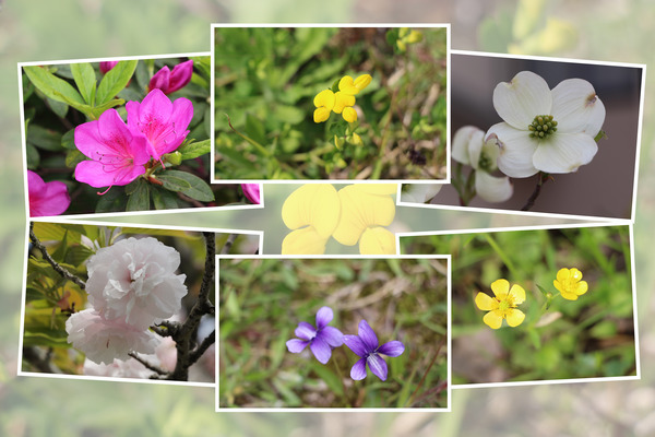 九州がんセンターの敷地で咲いた4月の花たち(その I-4 ）
