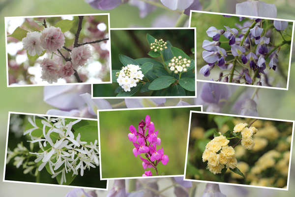 九州がんセンターの敷地で咲いた4月の花たち(その I-2 ）/癒し憩い画像データベース