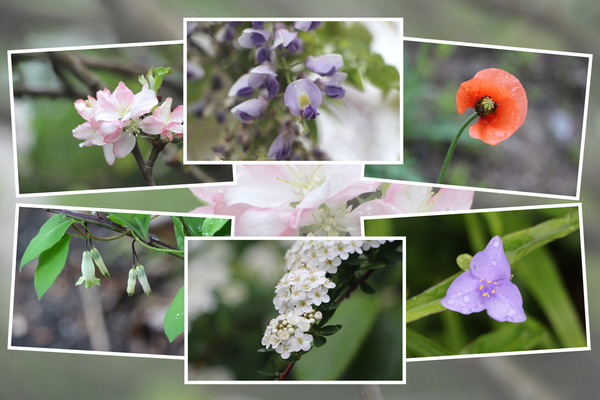九州がんセンターの敷地で咲いた4月の花（その II-2 ）/癒し憩い画像データベース