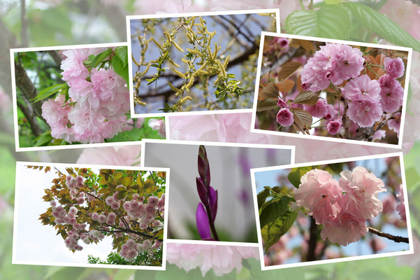 九州がんセンターの敷地で咲いた4月の花（その II-4 ）/癒し憩い画像データベース