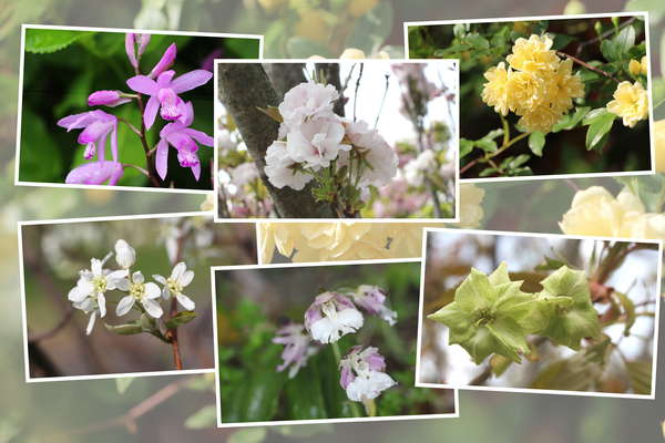 九州がんセンターの敷地で咲いた4月の花（その II-3 ）/癒し憩い画像データベース