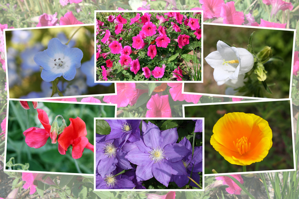 九州がんセンターの敷地に咲いた4月の花たち（その III−3 ）