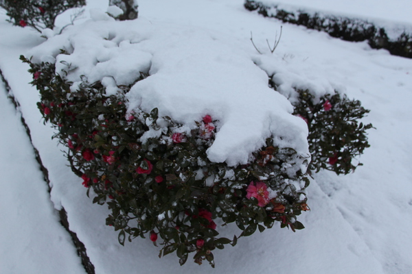 冬・積雪期の「参道脇のサザンカ」/癒し憩い画像データベース