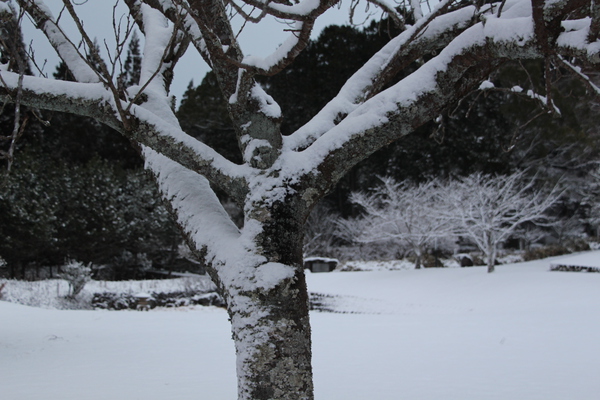 積雪の樹木