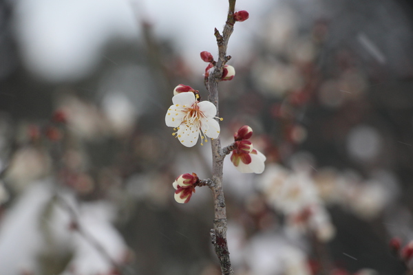 春を待つ梅の蕾と花/癒し憩い画像データベース