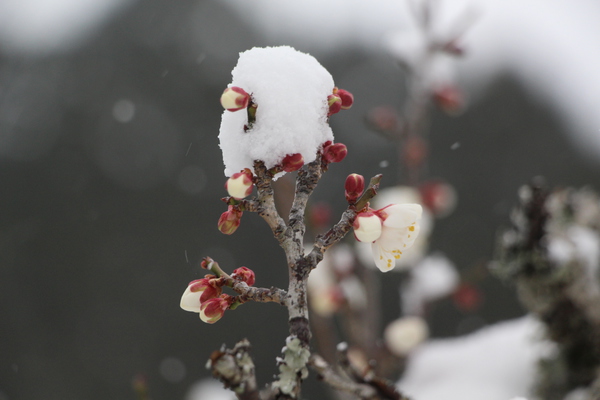 開花を待つ「積雪の梅の蕾」