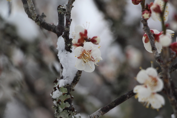 雪を被った白梅の花と蕾」