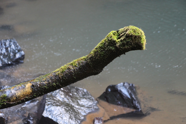 滝の飛沫に濡れる流木の苔 癒し憩い画像データベース