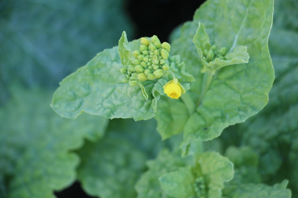 �ڤβּ֡��դ�鲤ȳ��֡�/�����Ƥ������ǡ����١���