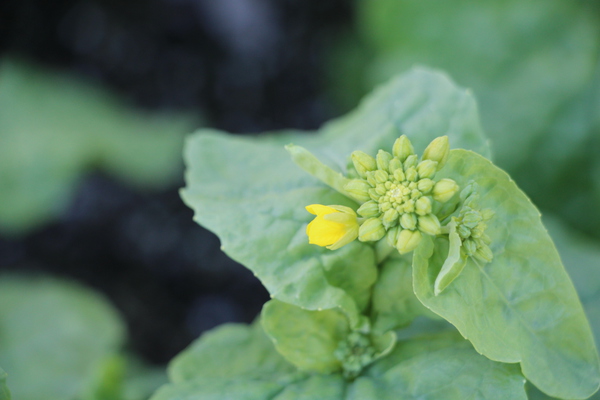 �ڤβ֡�鲤ȳ��֡�/�����Ƥ������ǡ����١���