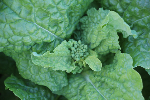 �ڤβ֡��ˤ����դ��Ĥ�鲡�/�����Ƥ������ǡ����١���