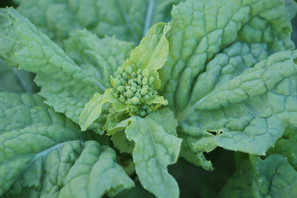 �ڤβ֤Ρֲ�᤭��鲡�/�����Ƥ������ǡ����١���