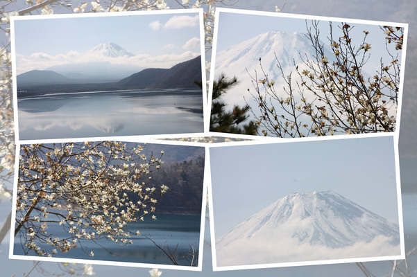 富士山麓「春の本栖湖」