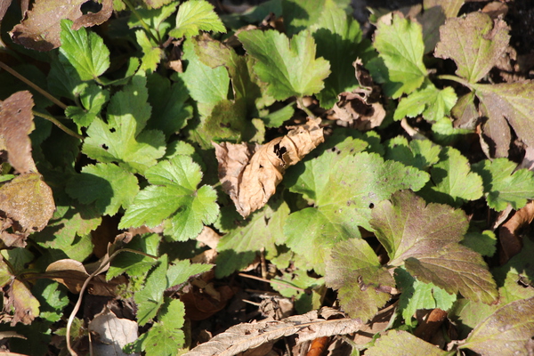 冬のシュウメイギクの葉 癒し憩い画像データベース