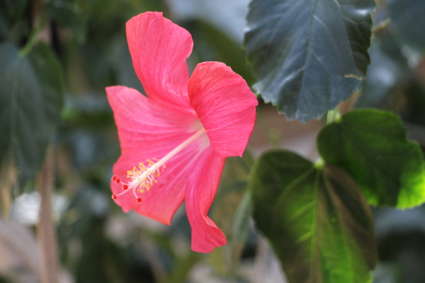 �ϥ��ӥ�����/�����Ƥ������ǡ����١���