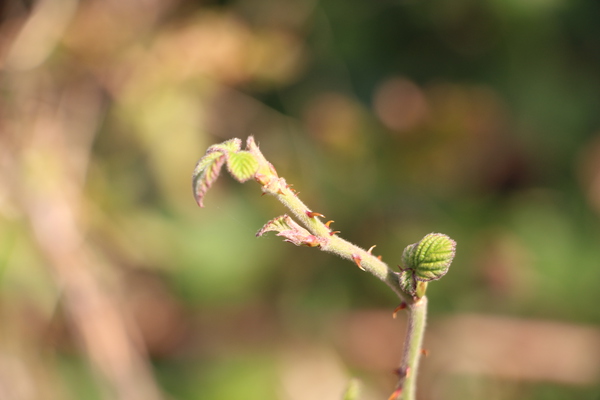 クサイチゴの芽吹きと若葉/癒し憩い画像データベース