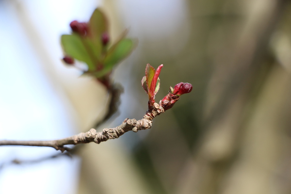 ハナカイドウ 花海棠 の四季 癒し憩い画像データベース テーマ別おすすめ画像