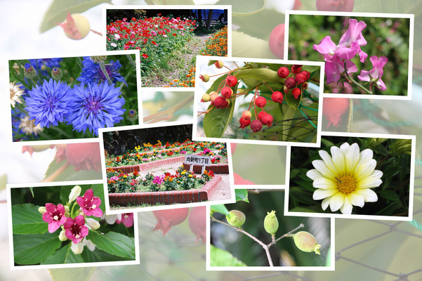 九州がんセンターの５月の花と実たち（そのＩ）