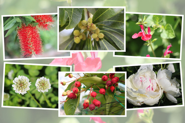 九州がんセンターの５月の花と実たち（そのＩ−１）