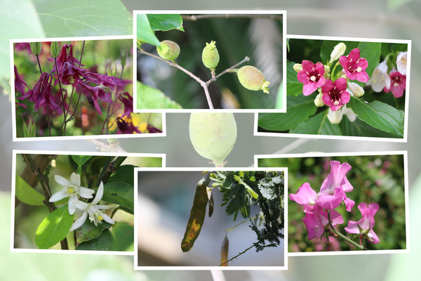 九州がんセンターの５月の花と実たち（そのＩ−２）
