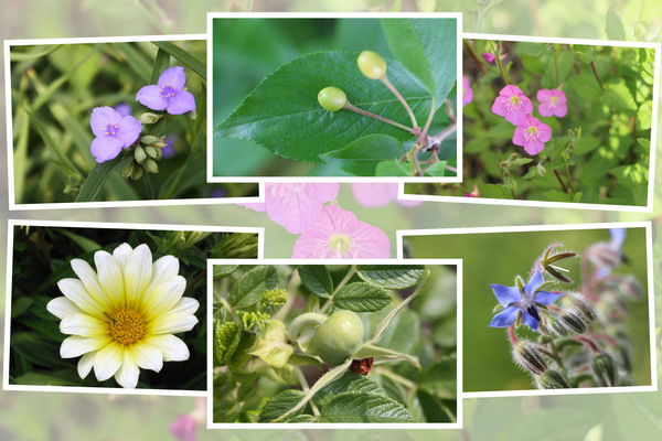 九州がんセンターの５月の花と実たち（そのＩ−４）
