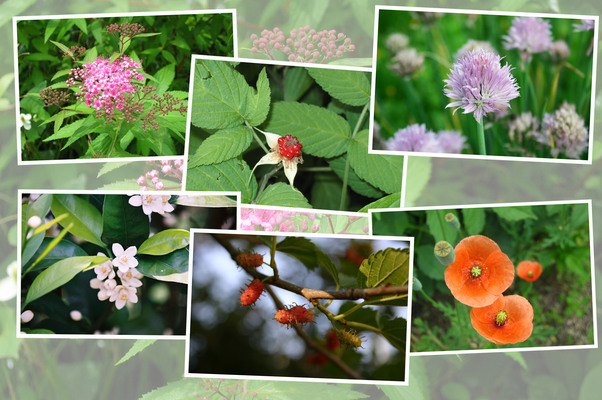 九州がんセンターの５月の花と実たち（そのＩＩ−２）