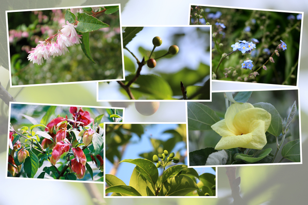 九州がんセンターの５月の花と実たち（そのＩＩ−３）