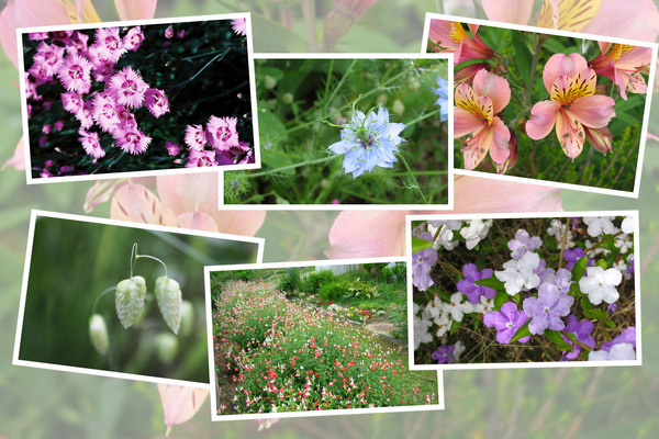 九州がんセンターの５月の花と実たち（そのＩＩ−５）