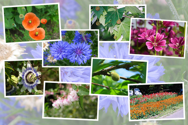 九州がんセンターの５月の花と実たち（そのＩＩ）