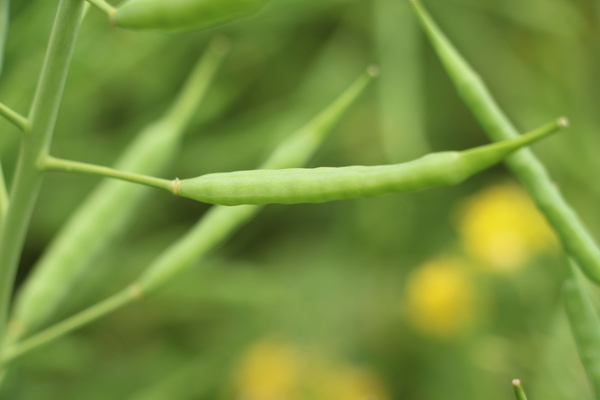 �ʥΥϥʤμ¡�財�/�����Ƥ������ǡ����١���