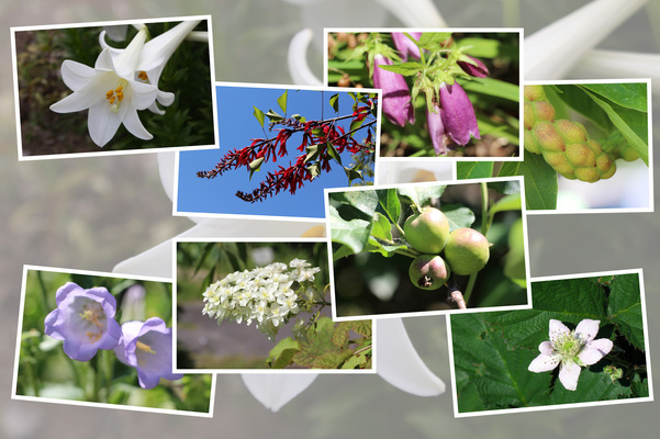 九州がんセンターの敷地内「６月の花と実たち（そのI−１）/癒し憩い画像データベース