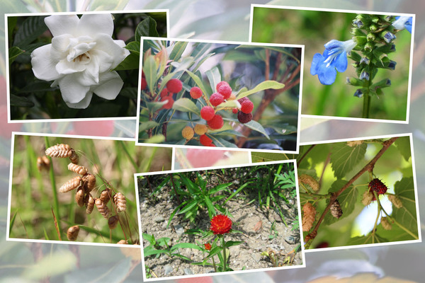 九州がんセンターの敷地内「６月の花と実たち（そのI−２）/癒し憩い画像データベース