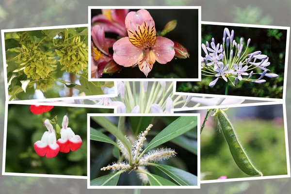 九州がんセンターの敷地内「６月の花と実たち（そのI−４）/癒し憩い画像データベース