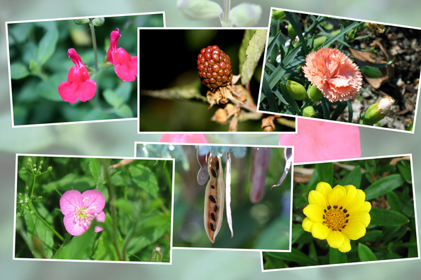九州がんセンターの敷地内「６月の花と実たち（そのI−５）/癒し憩い画像データベース