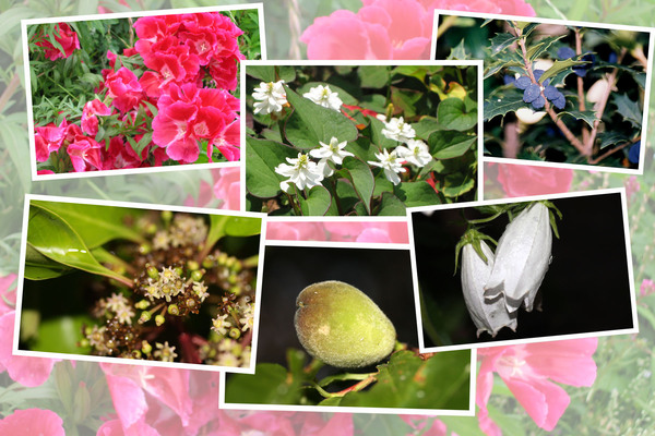 九州がんセンターの敷地内「６月の花と実たち（そのI−６）/癒し憩い画像データベース
