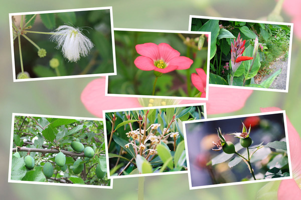 九州がんセンターの敷地内「６月の花と実たち（そのI−７）/癒し憩い画像データベース