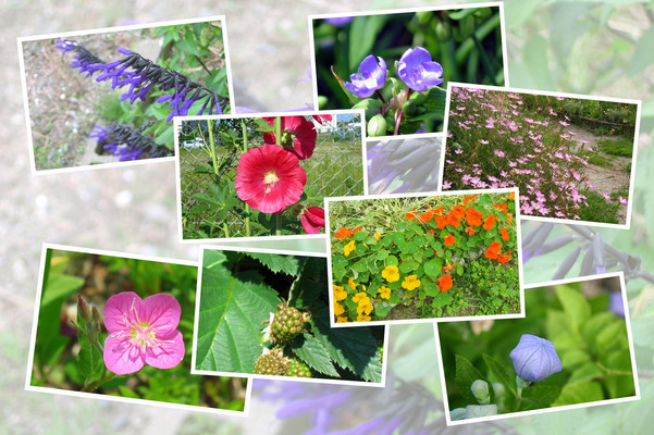 九州がんセンターの敷地内「６月の花と実たち（そのII−１）/癒し憩い画像データベース