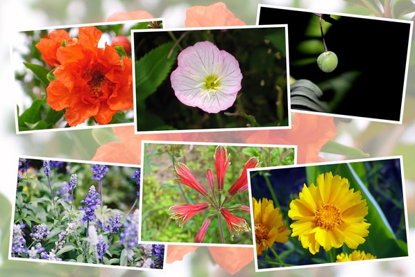 九州がんセンターの敷地内「６月の花と実たち（そのII−２）/癒し憩い画像データベース
