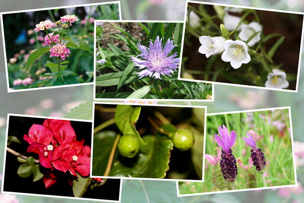 九州がんセンターの敷地内「６月の花と実たち（そのII−３）/癒し憩い画像データベース