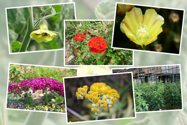 九州がんセンターの敷地内「６月の花と実たち（そのII−４）