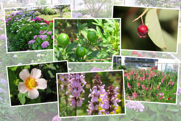 九州がんセンターの敷地内「６月の花と実たち（そのII−６）