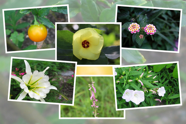 九州がんセンターの敷地内の７月の花と実たち（ そのＩI -1 )
