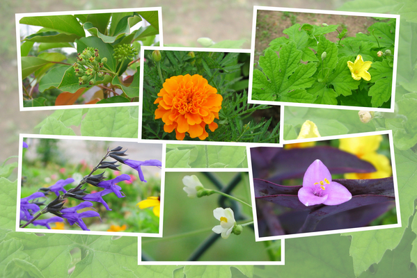 九州がんセンターの敷地内の７月の花と実たち（ そのＩI -２ )/癒し憩い画像データベース