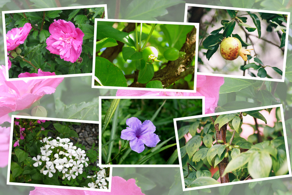 九州がんセンターの敷地内の７月の花と実たち（ そのＩI -３ )