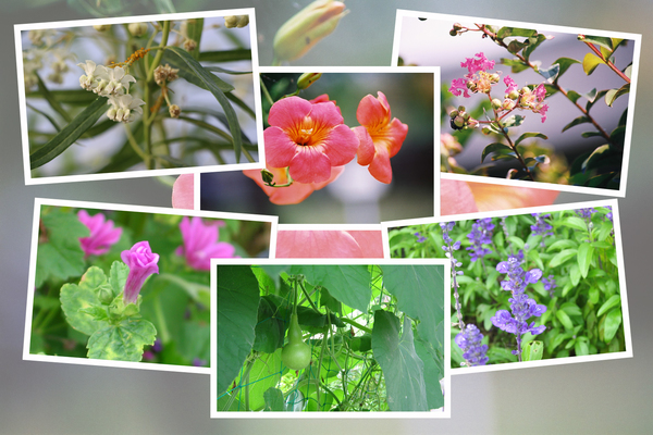 九州がんセンターの敷地内の７月の花と実たち（ そのＩI -4 )