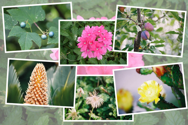 九州がんセンターの敷地内の７月の花と実たち（ そのＩI -６ )