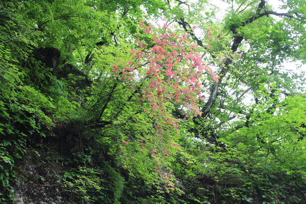 新緑と紅色の木花/癒し憩い画像データベース